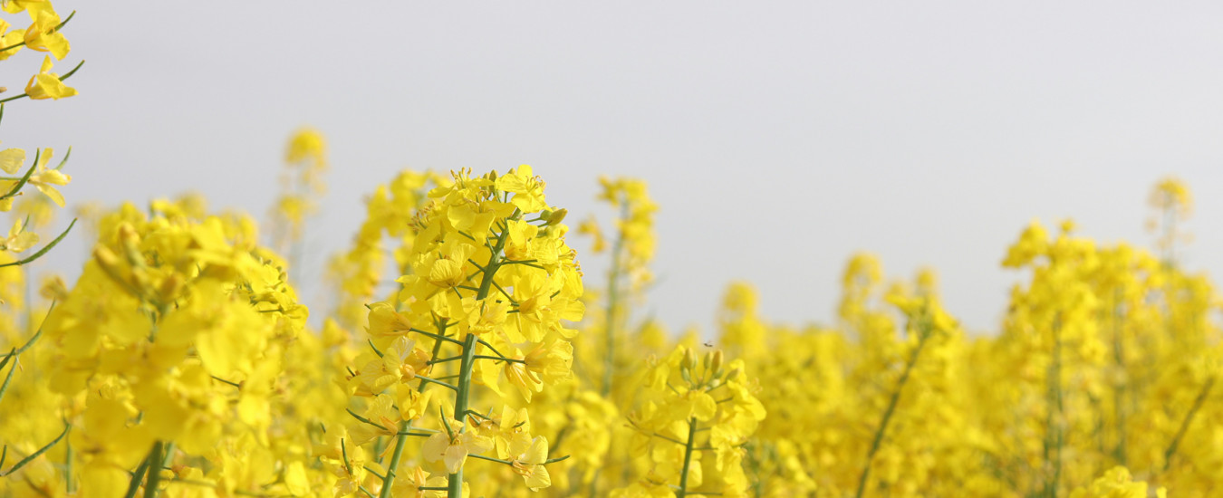 Gula rapsblommor på gröna stjälkar mot en jämngrå himmel.