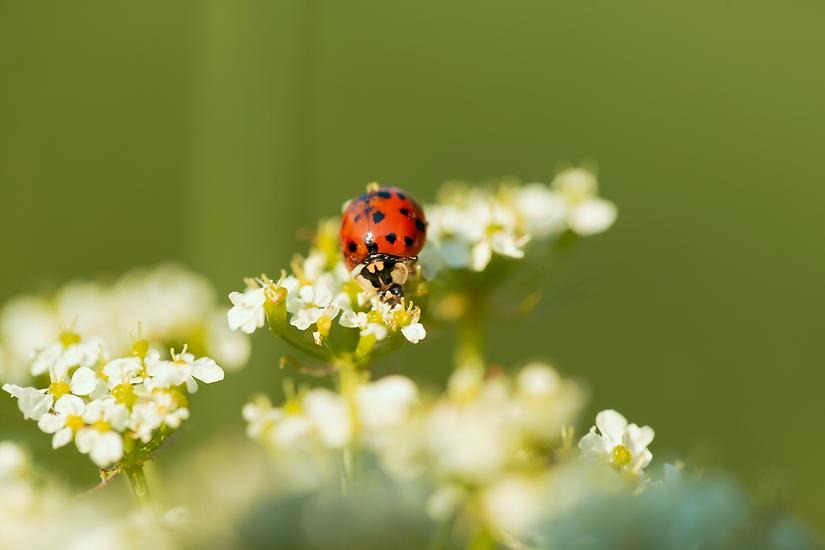 Närbild av en nyckelpiga på en vit blomklase.
