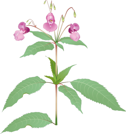Jättebalsamin är en grön växt med tre små rosa blommor.