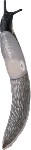 Illustration av en svarthuvad snigel.