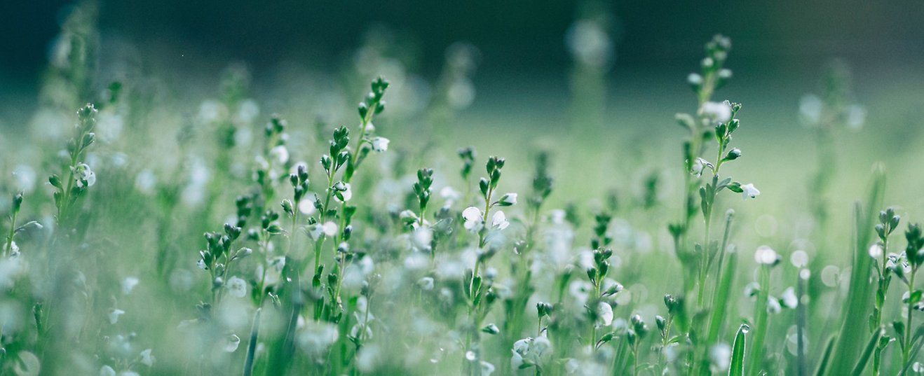 Närbild på en somrig blomsteräng.