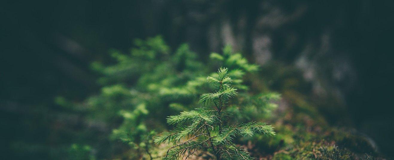 Närbild av en liten granplanta i en mörkgrön skog.