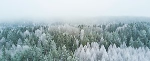 Översiktsbild av en snötäckt granskog.