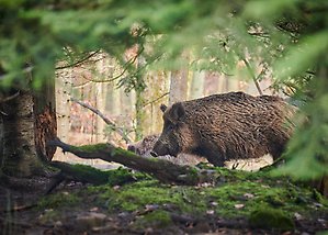 Ett vildsvin fotograferat i profil står i en granskog. Foto: Paul Henri Degrande/Pixabay