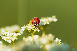 Närbild av en nyckelpiga på en vit blomklase.